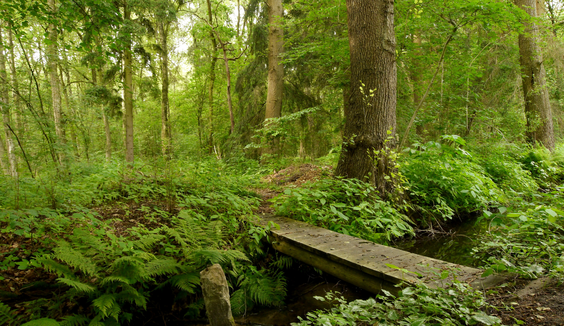 Über den Bach Foto & Bild natur, landschaft, pflanzen Bilder auf