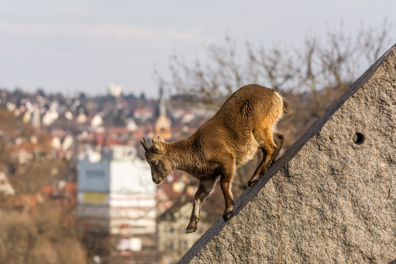 Über den Dächern .....