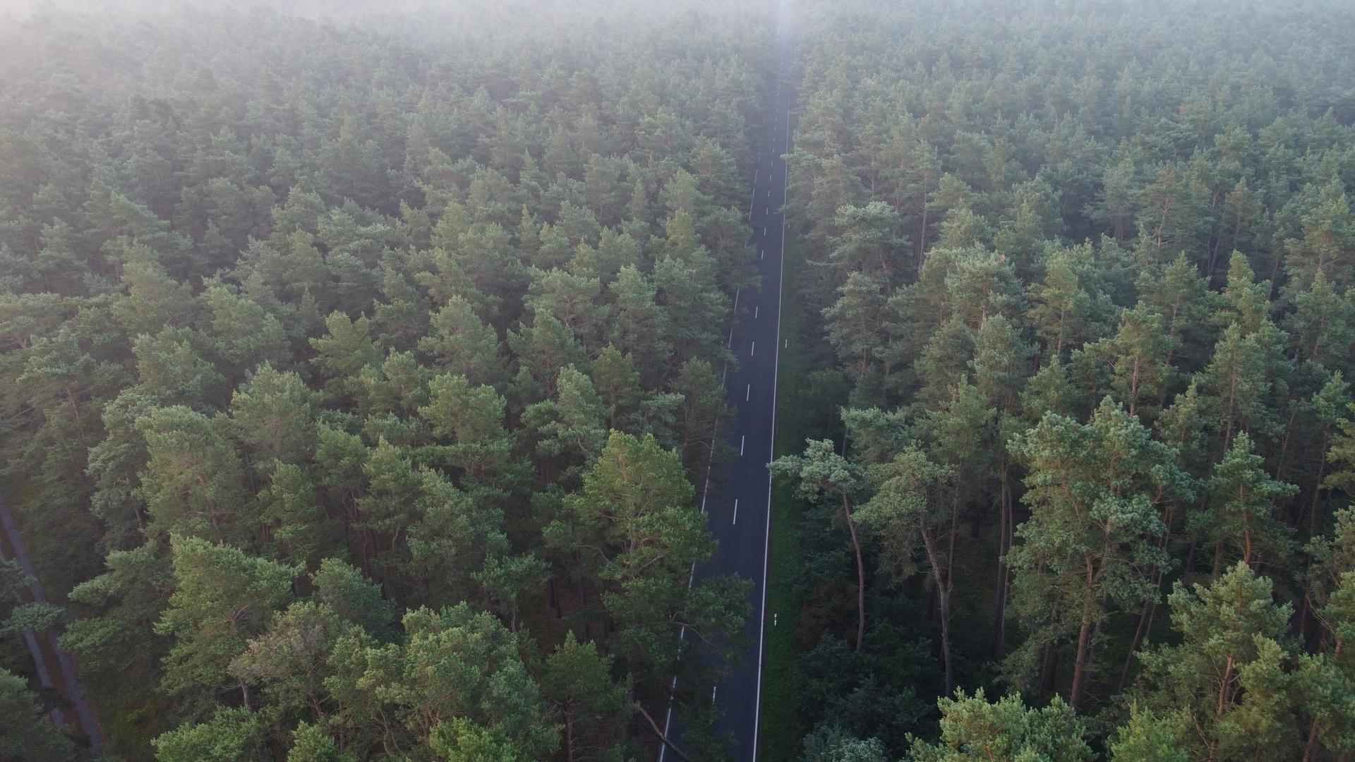 Über den Dächern des Waldes