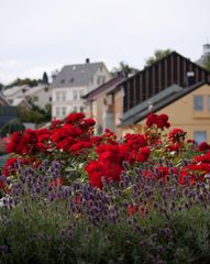 Über den Dächern von Molde