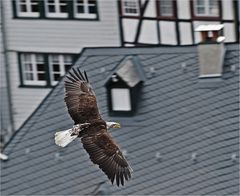 Über den Dächern von Monschau...