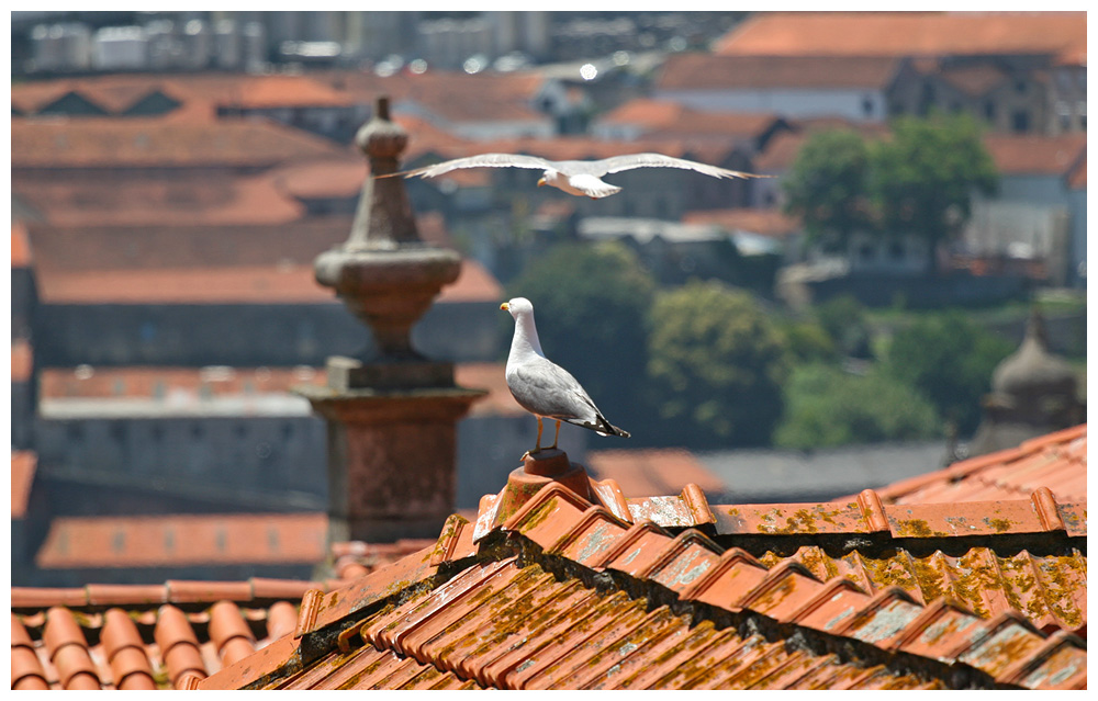 Über den Dächern von Porto