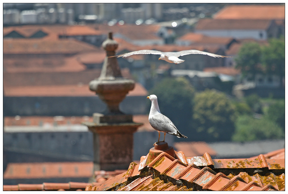 Über den Dächern von Porto