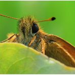 über den eigenen blattrand schauen