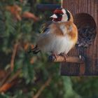 über den Gartenzaun geguckt..