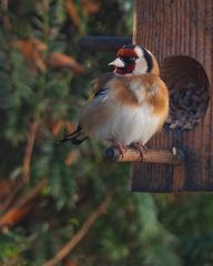 über den Gartenzaun geguckt..