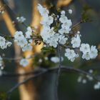 über den Gartenzaun geschaut