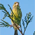 Über den Grünfinken (Chloris chloris, Syn.: Carduelis chloris) . . .