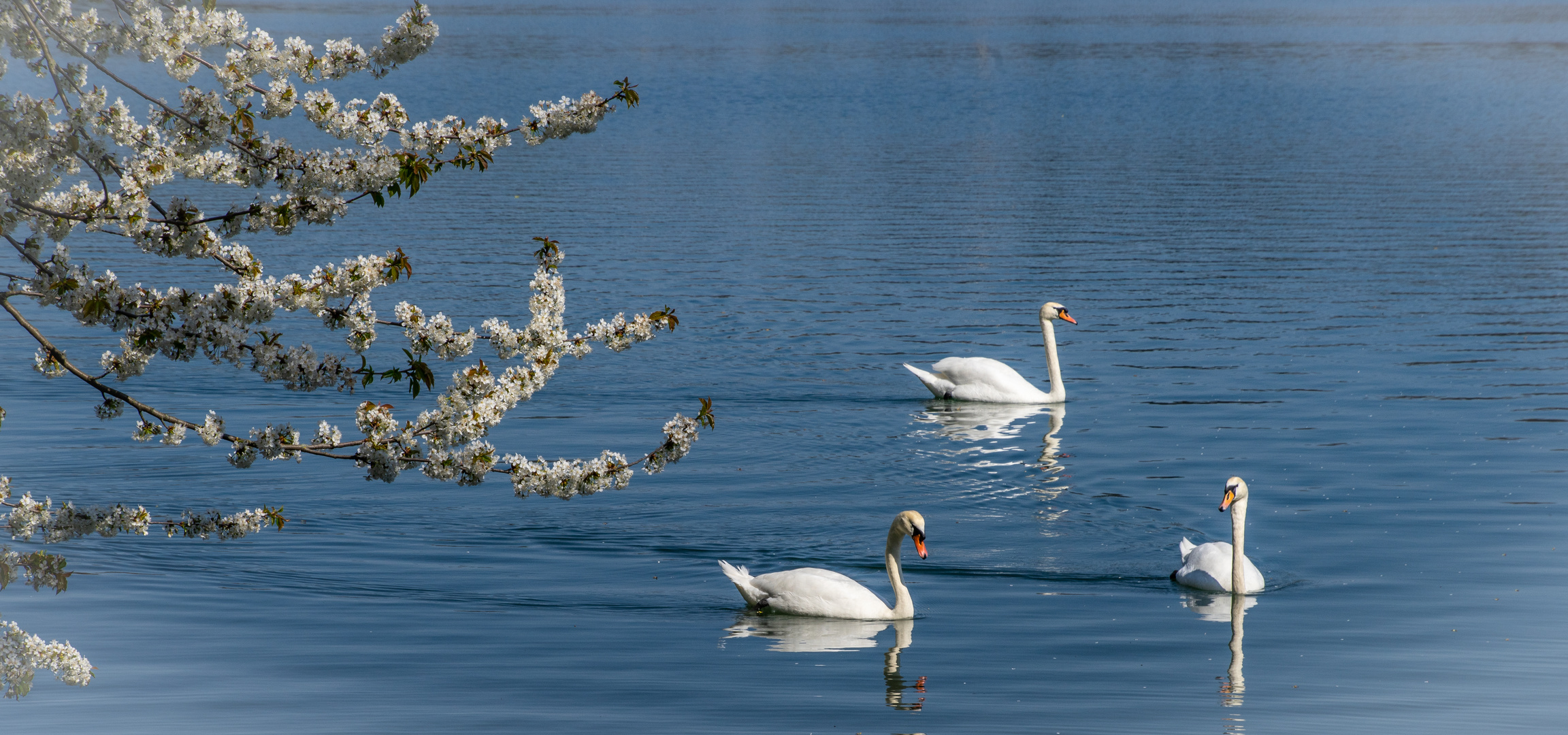 über den Maschsee II  - Hannover