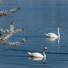 über den Maschsee II  - Hannover