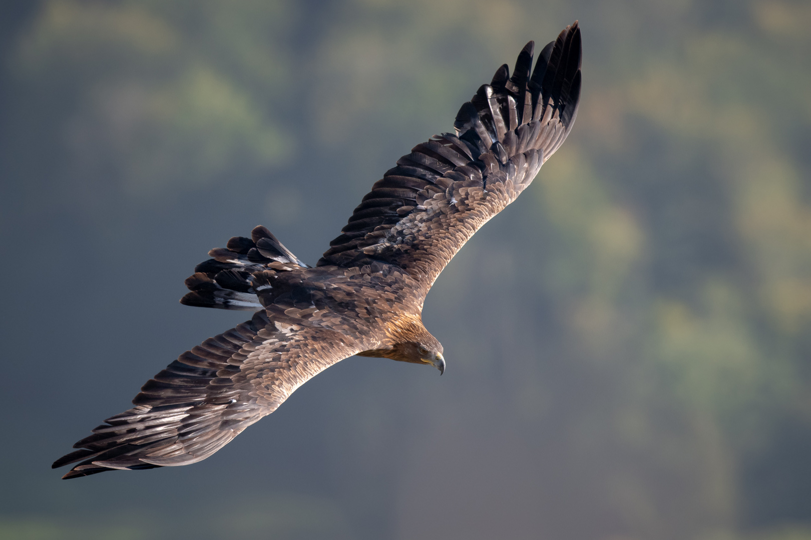 Über den Schwingen des Adlers