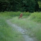 Über den Weg gelaufen