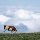 Über den Wolken