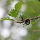 Über den Wolken – ein Regenwurm?