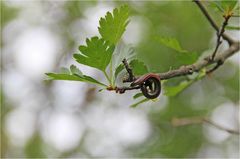 Über den Wolken – ein Regenwurm?