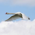 über den Wolken muss die Freiheit wohl grenzenlos sein