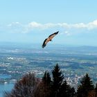 Über den Wolken scheint die Freiheit wohl grenzenlos zu sein .......