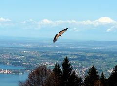 Über den Wolken scheint die Freiheit wohl grenzenlos zu sein .......