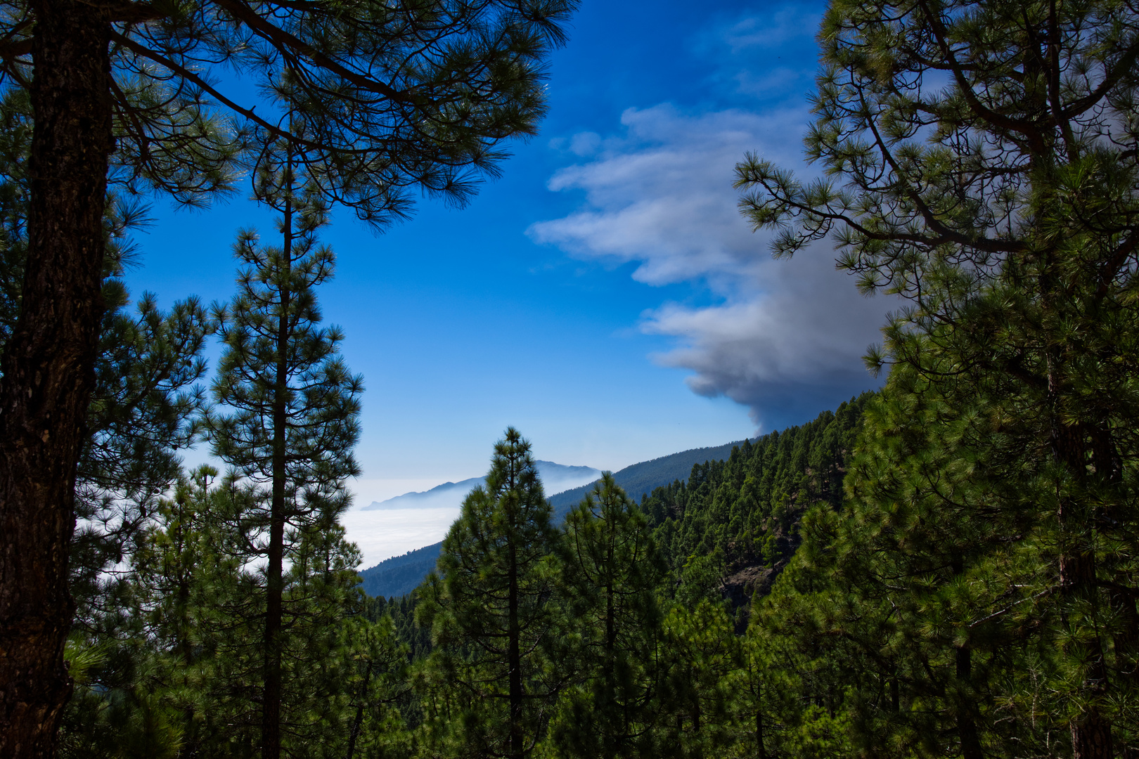 Über den Wolken und doch tief im Wald