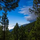 Über den Wolken und doch tief im Wald