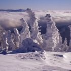 Über den Wolken - Winter auf dem Gr. Arber