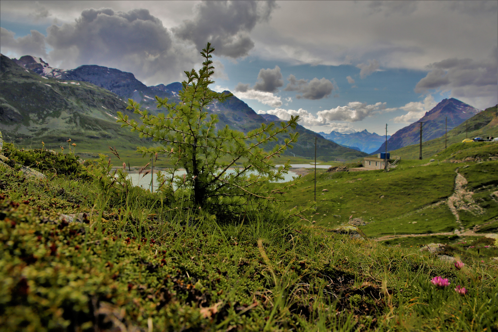 Über der Baumgrenze  2330 M über dem Meer (Junge Lärche )