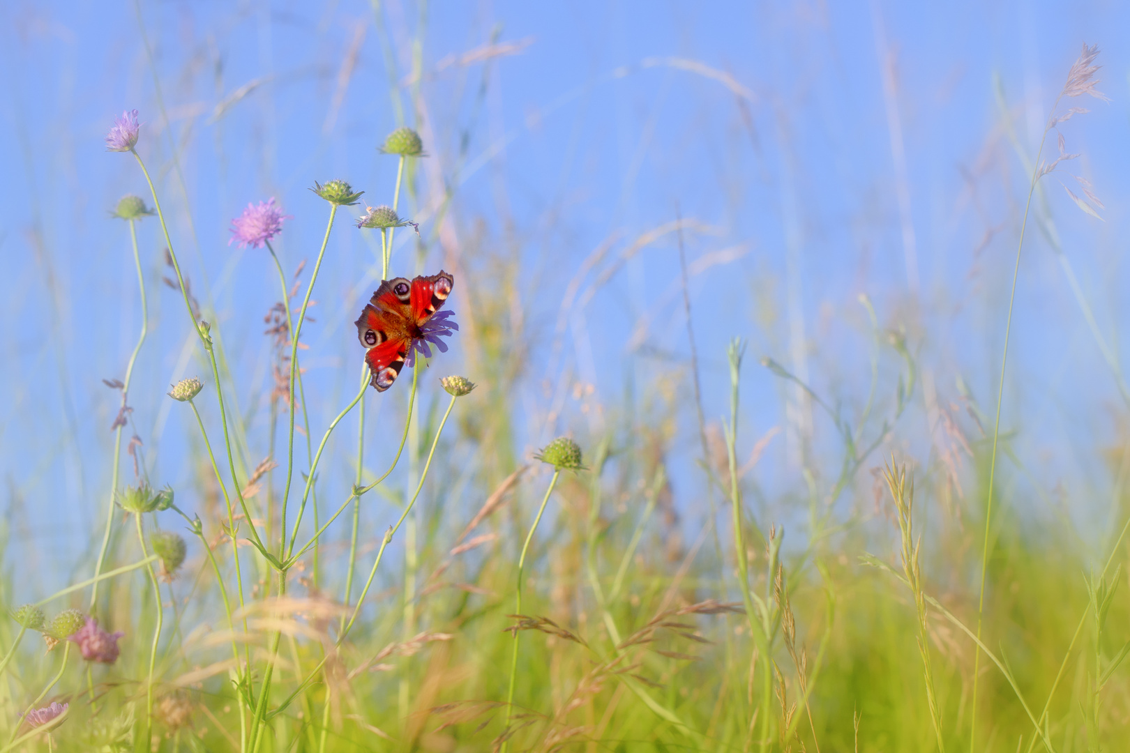 Über der Blumenwiese