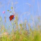 Über der Blumenwiese