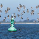 Über der Elbe - Alpenstrandläufer im Formationsflug  .....