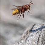 über der hornissen-nest-höhle.....