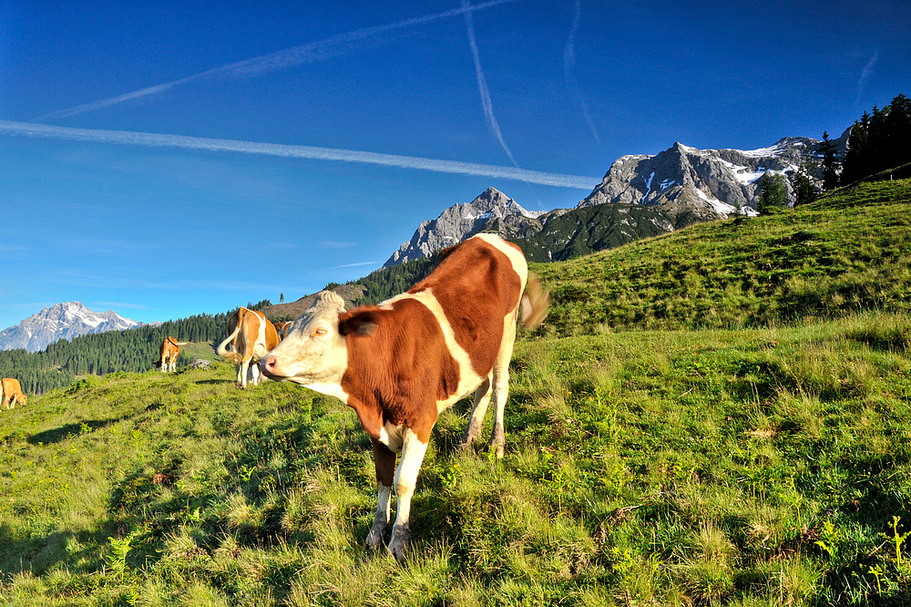 Über die Alm hat man auch einen Blick hinauf auf das Steinerne Meer.