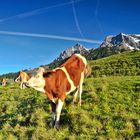 Über die Alm hat man auch einen Blick hinauf auf das Steinerne Meer.