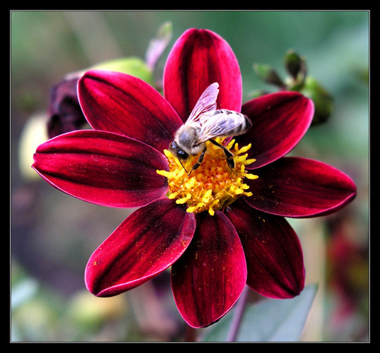 über die Bienchen und die Blümchen