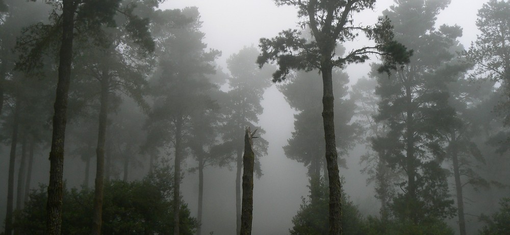 Über die Cumbre Nueva mitten durch die Passatwolken