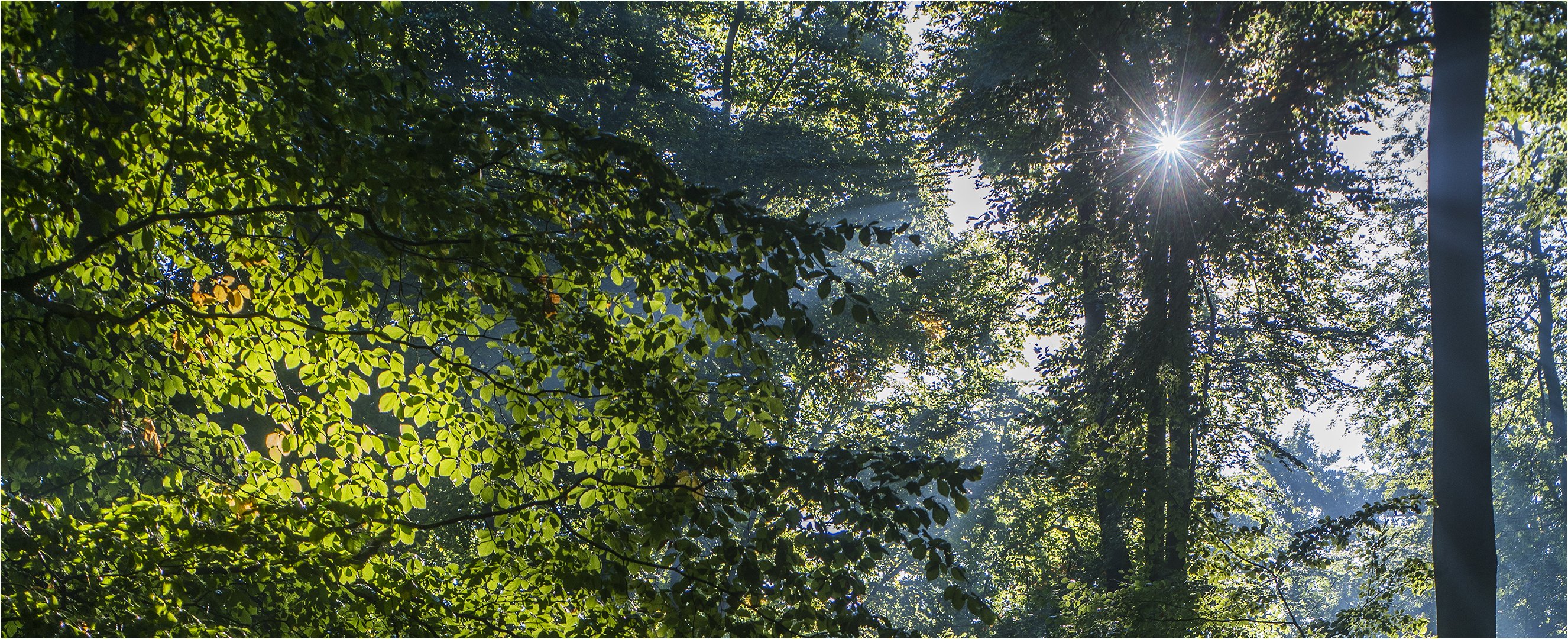 … Über die Freuden eines Waldspaziergangs …