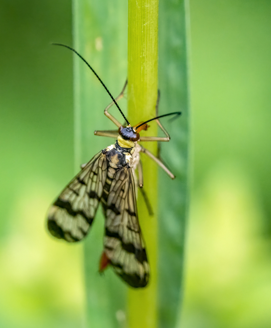 Über die freue ich mich immer wieder - die SKORPIONSFLIEGE