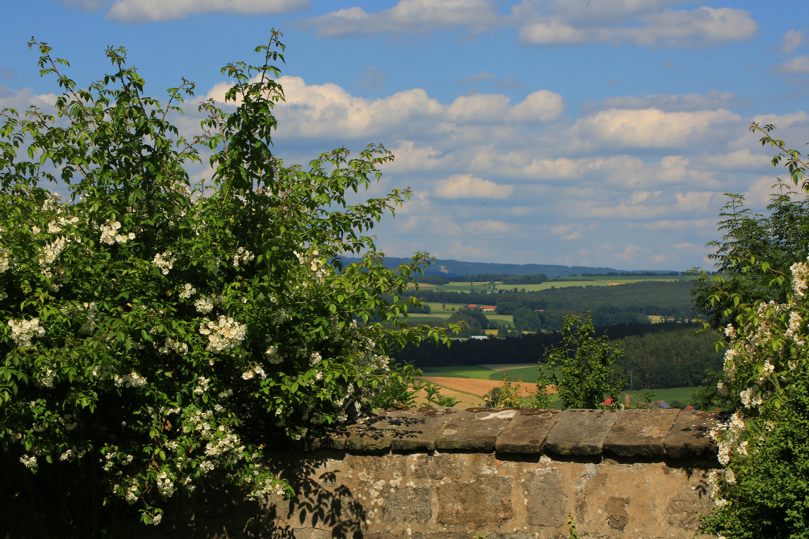 über die Kirchmauer geschaut....