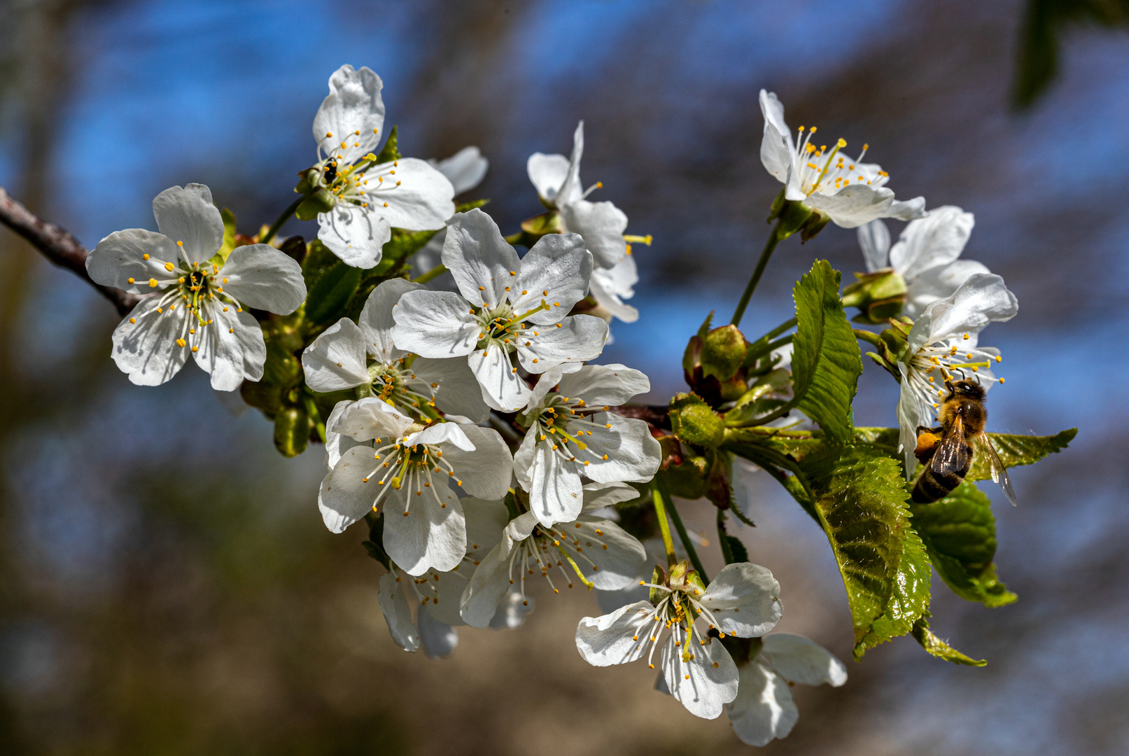 Über die Kirschblüten