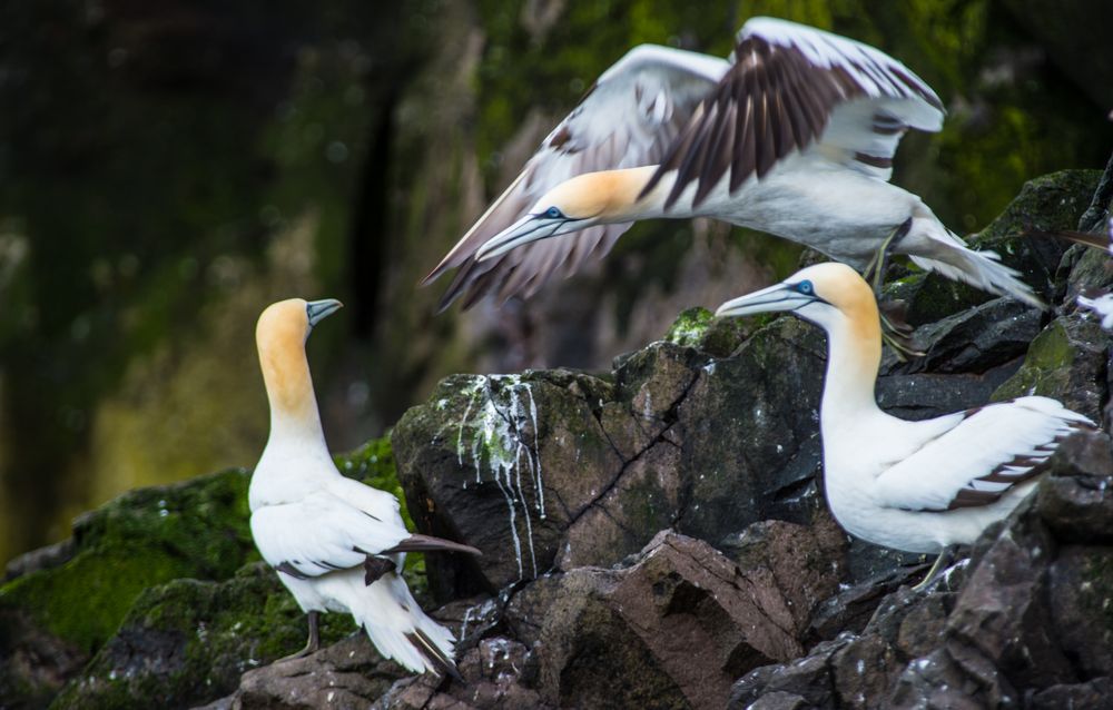 Über die Köpfe fliegen, Basstölpel am Bass Rock