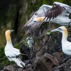 Über die Köpfe fliegen, Basstölpel am Bass Rock