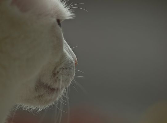 über die Nasenspitze gepeilt