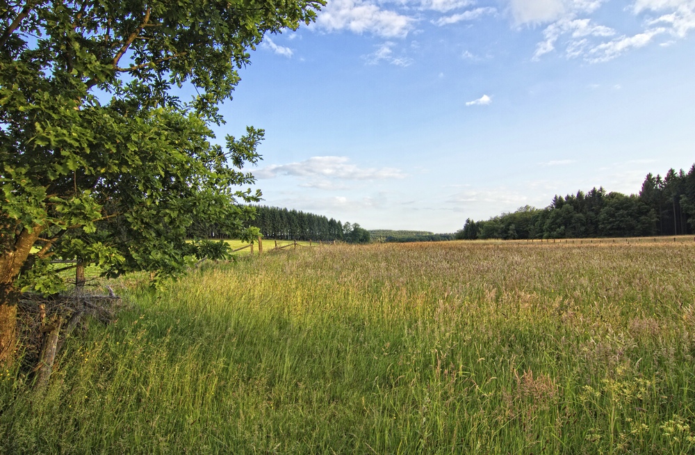 Über die Wiese geblickt