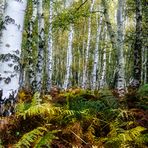 ÜBER DIESEM BIRKENWÄLDCHEN IM HERBST BREITET SICH MEERESLUFT AUS