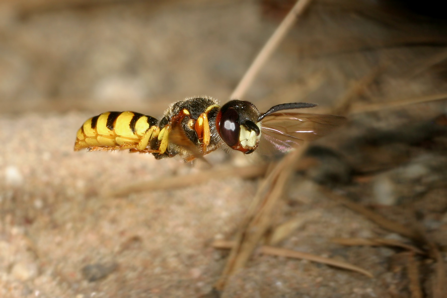 Über diesen Bienenwolf