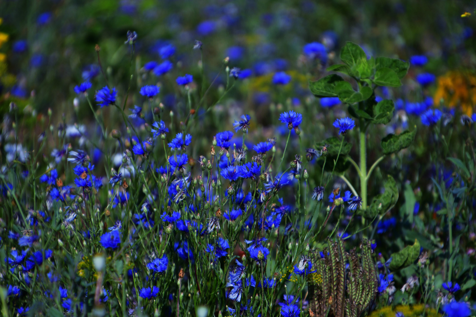 Über ein leuchtentes Blau 