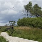 Über Holzbohlen durch das Moor