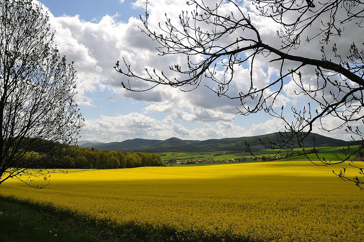 Über Rapsfelder der Oberlausitz