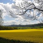 Über Rapsfelder der Oberlausitz