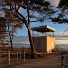 Über See, Strand und Kiefernwald,