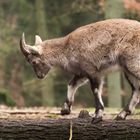 Über Stock und Stein